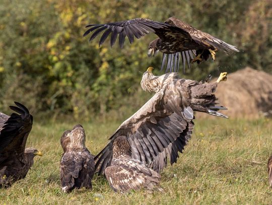 Bielik z polskiego godła mieszka pod Strzelcami Opolskimi