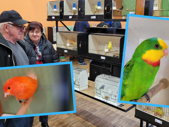 Skrzydlaci mistrzowie Opolszczyzny w Strzelcach Opolskich. Było co podziwiać