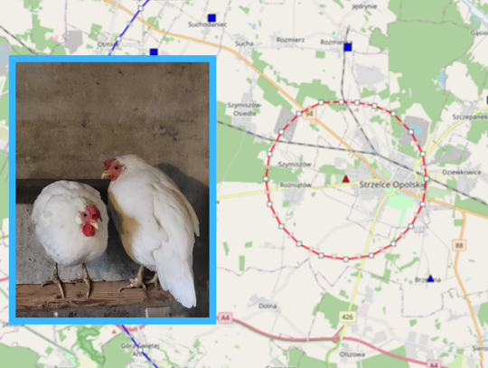 Chorba drobiu. Zakażenia u ludzi są możliwe, lecz rzadkie