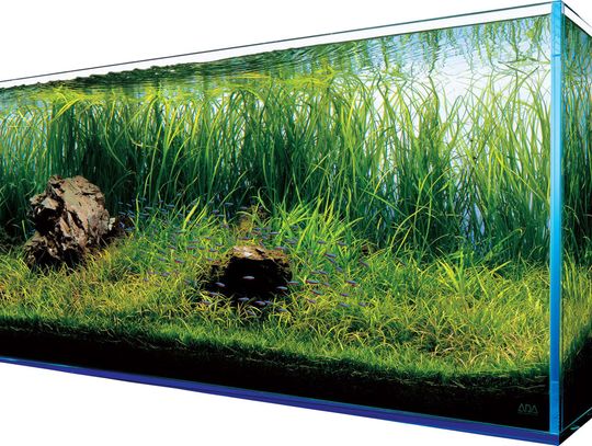 Co trzeba kupić przed założeniem akwarium? Mamy dla Was kilka cennych rad