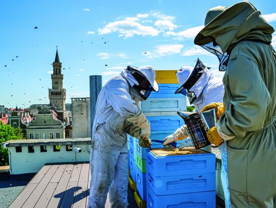 Człowiek bez pszczół żyć nie może. Miejskie pasieki im szkodzą?