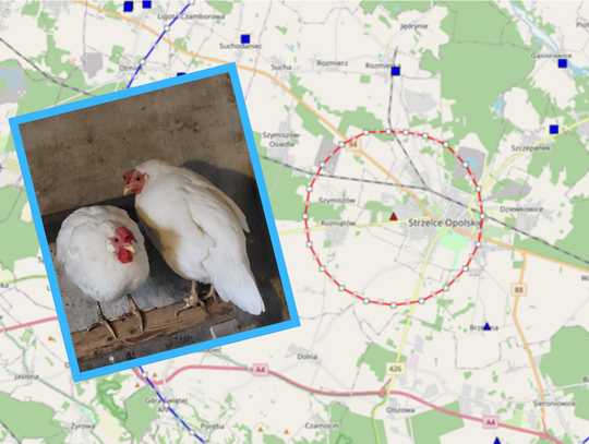 Powiat strzelecki w czerwonej strefie. Rzekomy pomór drobiu paraliżuje hodowle