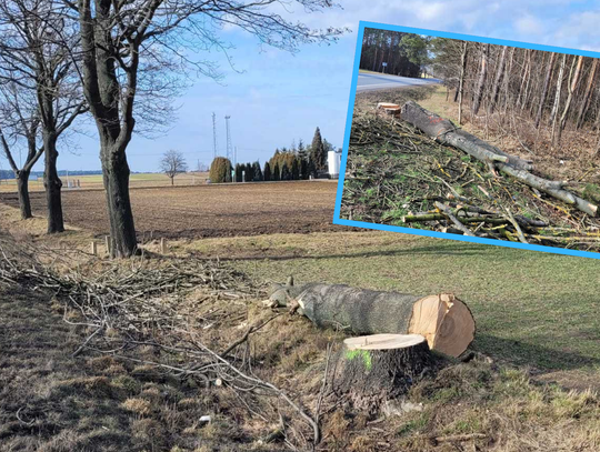 Dziesiątki drzew pod topór. Drogowcy prowadzą wycinkę Dziesiątki drzew pod topór. Drogowcy prowadzą wycinkę