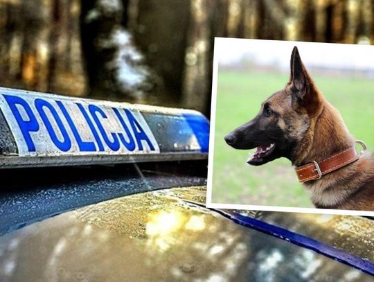 Dramatyczny finał leśnego spaceru. Owczarek pogryzł 15-latkę