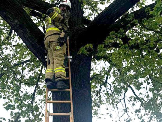 Druhowie z OSP w Spóroku uratowali kotka uwięzionego na drzewie