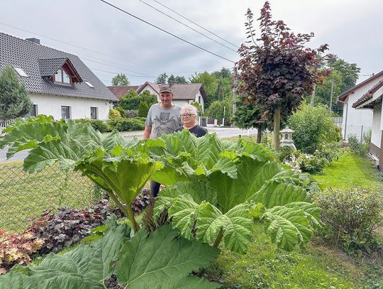 Egzotyczna gunnera rośnie w Lichyni. Jej wygląd przyciąga uwagę