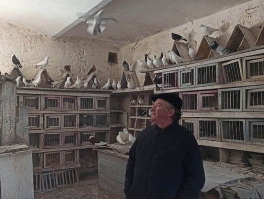 Hodowcy gołębi nie grzeszą