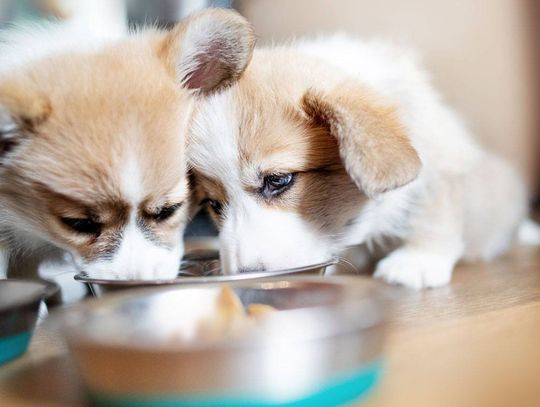 Jak karmić szczeniaka prawidłowo?