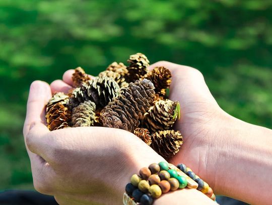 Jak świadomość ekologiczna zmienia nasze tradycje?