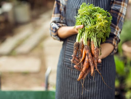 Jak Uprawiać Marchew? Sprawdź, Dlaczego Nasiona na Taśmie to Hit w Ogrodnictwie!