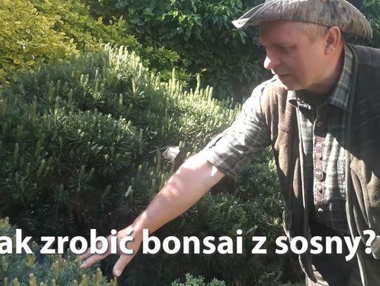 Jak zrobić bonsai z sosny? To łatwiejsze, niż mogłoby się wydawać