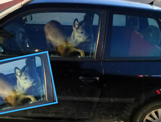 Jechała z sarną na przednim siedzeniu. Emocje wzięły górę