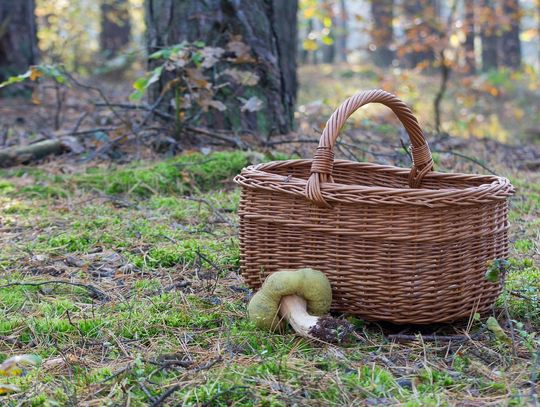 Jesienny wysyp grzybów i... zagrożeń. Uważaj w lesie!