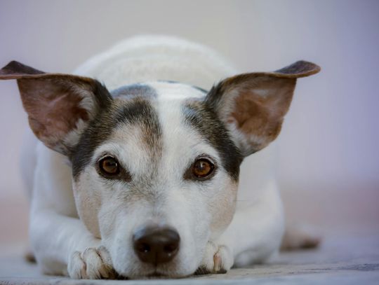 Karma dla szczeniaka – jak wybrać najlepsze pożywienie dla zdrowego wzrostu i rozwoju?