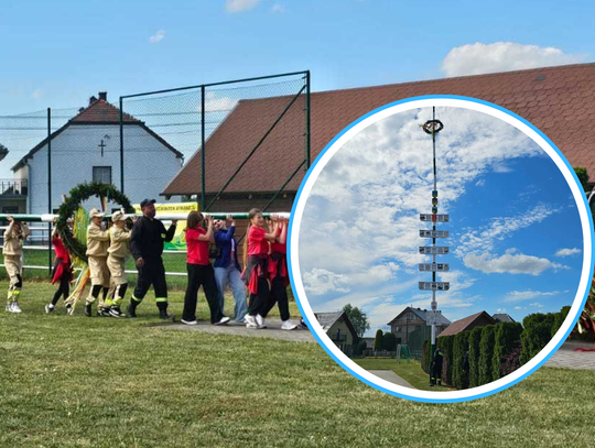 Maibaum w Boryczy. Drzewko miało w tym roku ponad 22 metry