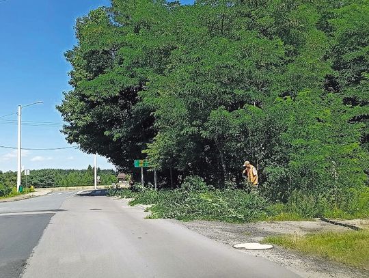 Kolonowskie. Kierowcy skarżą się na odrosty po ściętych przydrożnych drzewach