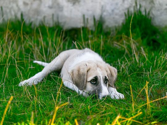 W Kolonowskiem zajmą się bezdomnymi zwierzętami. Przyjęto już specjalny program