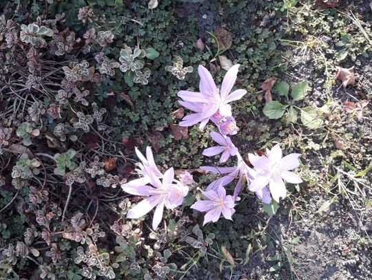 Krokusy zakwitły po raz drugi?