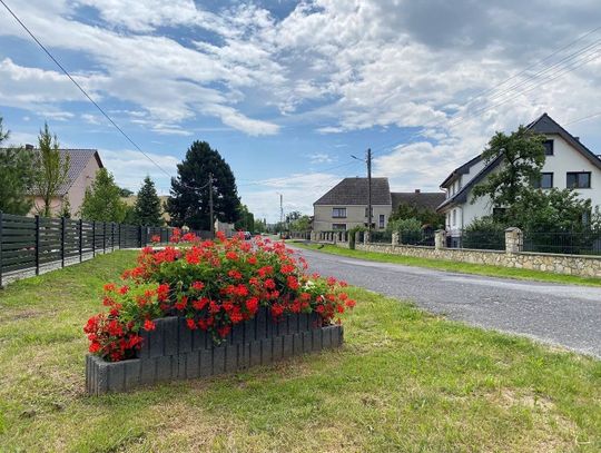 Kwitnące kwietniki w Niwkach cieszą oko mieszkańców i przejezdnych