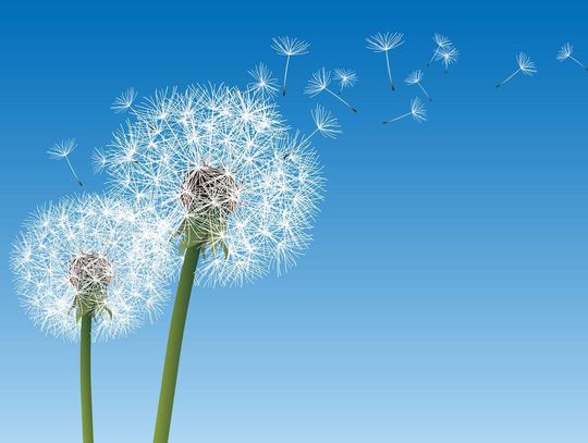 Mniszek lekarski - zastosowanie, suplementacja, dawkowanie