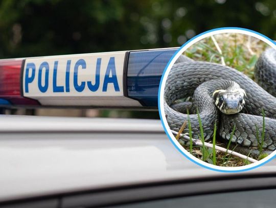 Nieproszony gość w ogródku. Miał mieć dwa metry długości