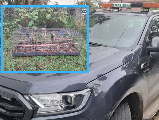 Odławiał chronione ptaki i prowadził hodowlę. Kłusownik wpadł w ręce służb