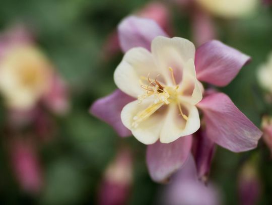 Orliki w ogrodzie - jak je wykorzystać w aranżacjach kwiatowych?