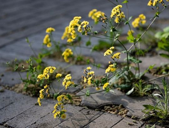 Petycja przeciwko glifosatowi. Strzeleccy radni wciąż analizują sprawę