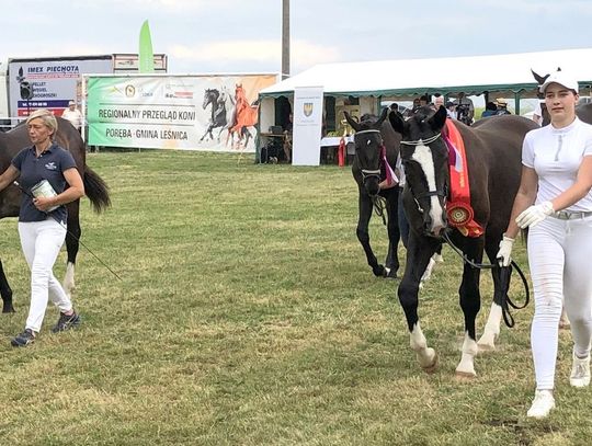 Piękne konie rasy śląskiej zaprezentowały się podczas przeglądu w Porębie