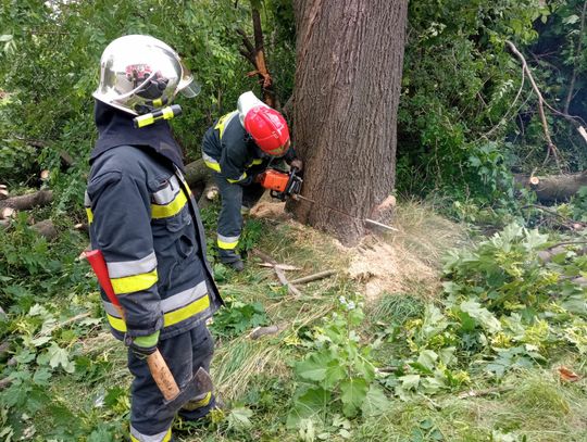 Piorun uderzył w drzewo w Zalesiu Śląskim. Konieczna była wycinka