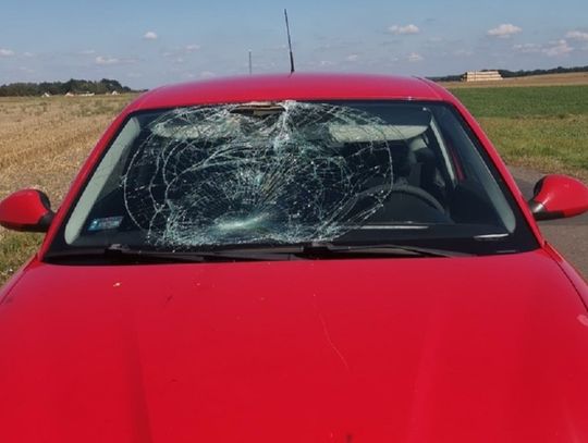 Rowerzysta wjechał pod auto, bo zagapił się w telefon. Trafił do szpitala