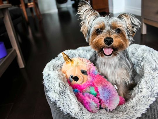 Po co psu mata do wylizywania?