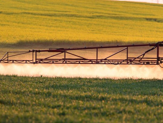 Powschodowe zwalczanie chwastów w rzepaku ozimym