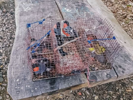 Ptaki w klatkach i wnyki