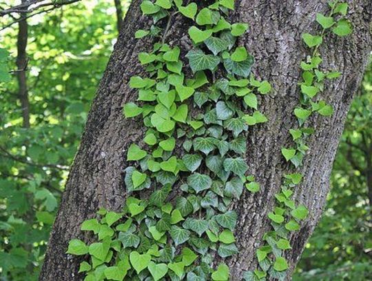 Rośliny też lubią się tulić. Dzisiaj obchodzimy Międzynarodowy Dzień Przytulania