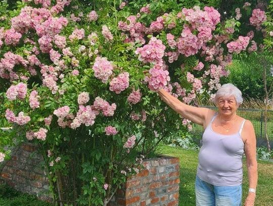 Największa róża w okolicy rośnie w Krośnicy. Wyhodowała ją jedna z mieszkanek