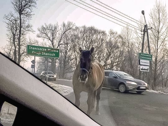 Skąd ten koń?!