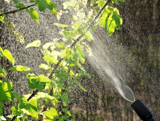 Opryski w Strzelcach Opolskich będą ograniczone. Ale nie znikną