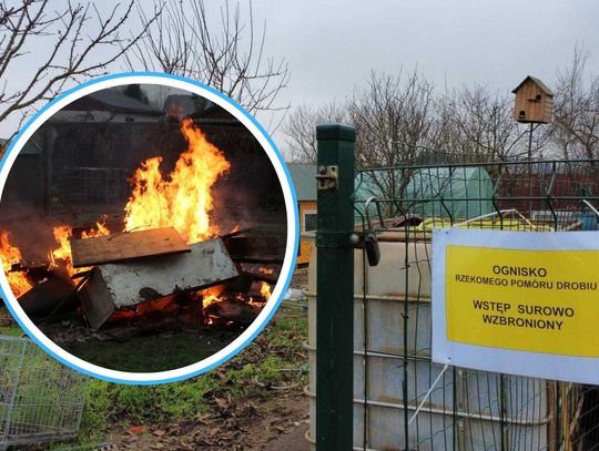 Strzelce Opolskie w strefie zagrożenia pomoru drobiu