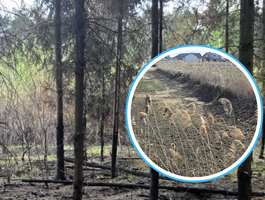 Gdy w lesie skrzypi ściółka... Jak służby walczą z suszą