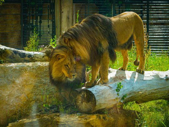 Zoo w Opolu jest teraz otwarte dłużej. Zobacz godziny karmienia zwierząt