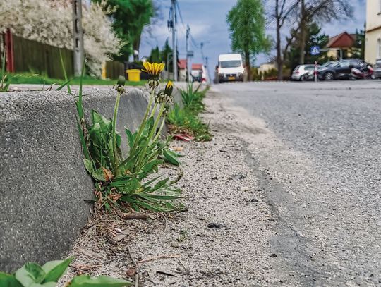 Trawa na jezdni i inne problemy