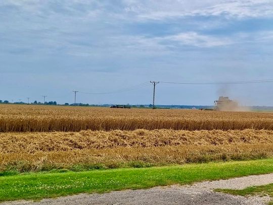 Trwają żniwa. Jak dotąd tegoroczne plony nie są najlepsze