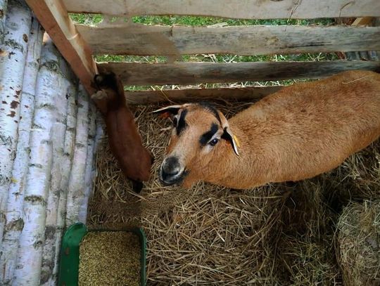 Ukradł 4-dniowego baranka z żywej szopki. Zwierzęciu groziła śmierć