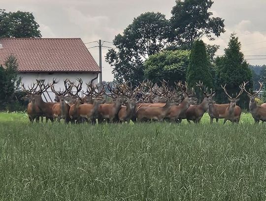 "Upolował" aparatem pół setki jeleni w gminie Jemielnica. Tuż obok domów!