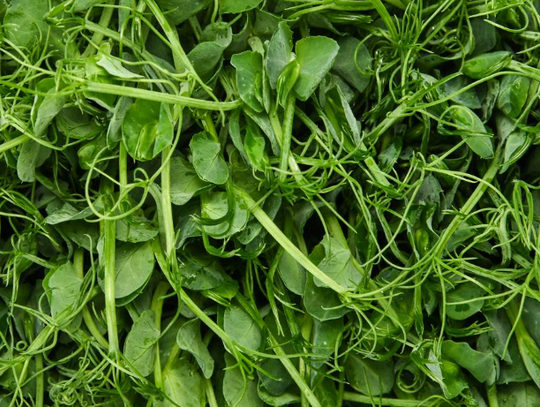 Uprawa kiełków i mikrolistków w domu: Zdrowie na wyciągnięcie ręki