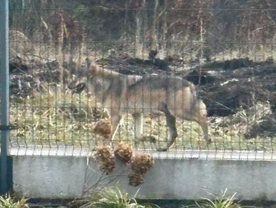 W gminie Kolonowskie grasują wilki. Burmistrz przestrzega przed nimi