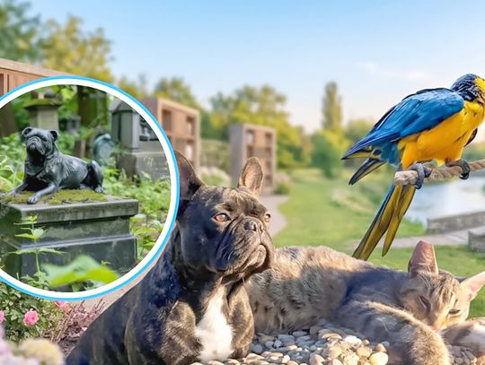 W Opolu powstanie krematorium i kolumbarium dla zwierząt W Opolu powstanie krematorium i kolumbarium dla zwierząt