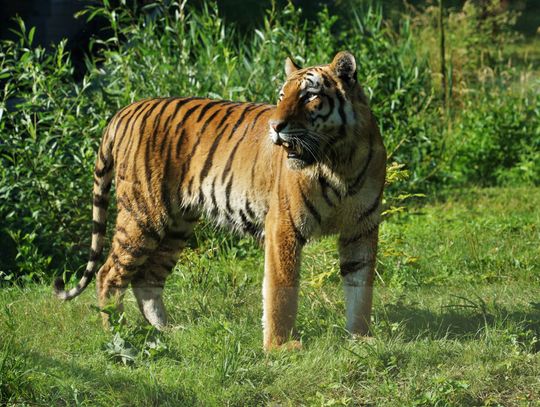 W zoo w Opolu będą małe tygrysy? Do ogrodu przyjechała partnerka dla Diego