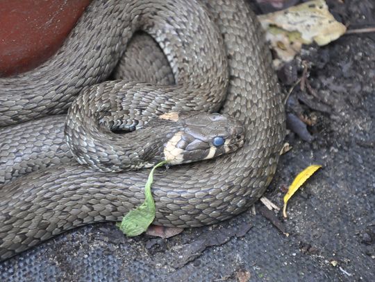 Wąż zakradł się na posesję, więc wezwano strażaków